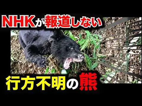 画像 【逃亡中】マスコミが報道しない、人を襲った熊