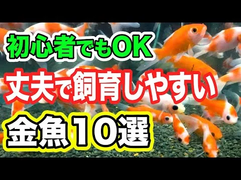 画像 【初心者向け】飼育のプロおすすめの金魚10選！丈夫で飼育しやすく、購入しやすいものを厳選！【観賞魚】