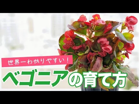 画像 世界一わかりやすい！ベゴニアの育て方