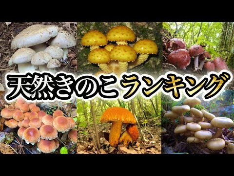 画像 美味しい天然きのこベスト30位