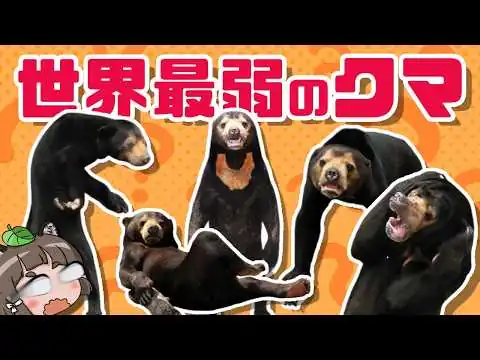 画像 【不憫】マレーグマという変なクマについて知って下さい…