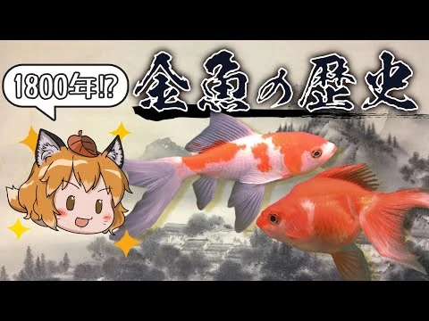 画像 【意外と深い】「金魚の歴史」1800年も昔からペットだった！？