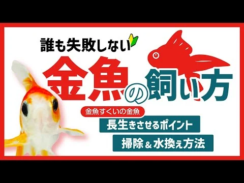画像 【金魚の飼い方】 初心者でもわかる 失敗しない金魚の飼育方法やおすすめアイテムを紹介！金魚すくいの金魚を長生きさせるポイントや掃除・水換えのやり方も解説