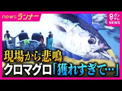 画像 【異変】高級魚“クロマグロ”が「厄介者」に…　豊漁なのに“水揚げできない”　太平洋ではカツオが不漁　瀬戸内海では南の海の魚が急増