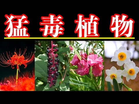 画像 【危険】あなたの身近に潜む猛毒植物7選