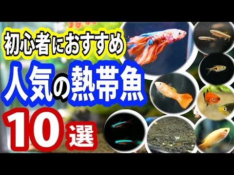 画像 【初心者向け】初めてでも飼いやすいおすすめ熱帯魚10選【観賞魚チャンネル】