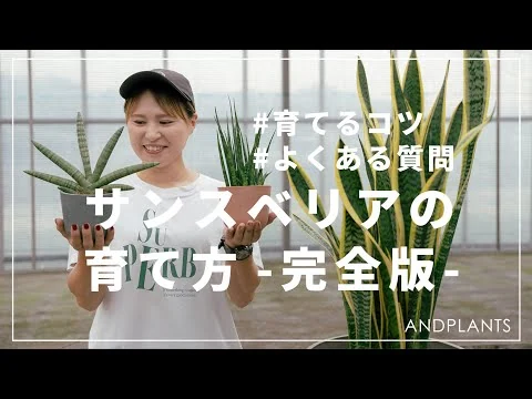 画像 【知れば知るほど面白い】サンスベリアの育て方｜寒い冬におすすめな理由も解説🌱