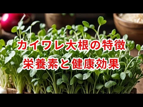 画像 カイワレ大根の特徴、栄養素と健康効果