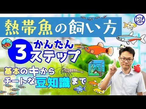 画像 【初心者あつまれ！】熱帯魚の飼い方・簡単3ステップ！基本のキから豆知識あれこれ