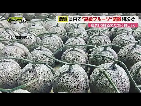 画像 【卑劣】全国で相次ぐ高級フルーツ盗難…湖西市でも収穫直前の果実が大量に盗まれ生産者落胆 その実態は(静岡)