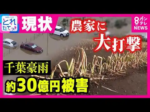 画像 「放心状態になっちゃいました」種まき直後に再びゲリラ豪雨で栽培不可能に　“千葉豪雨”の影響で農家に大打撃　農林水産業の被害額は“約30億円”｜旬感LIVE とれたてっ!〈カンテレNEWS〉
