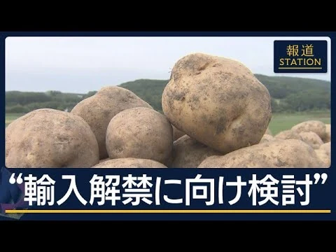 画像 農家「やめてほしい」ジャガイモ“輸入解禁”検討　トランプ政権からは“圧力”