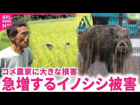 画像 【実態】コメ作りやめる農家も… 急増する鳥獣被害 日本農業の課題と対策は　新潟　NNNセレクション