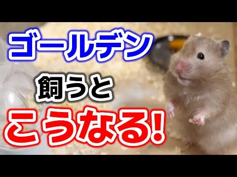 画像 【ハムスター】本やネットには載っていない、ゴールデンハムスター飼ってみたらこんなハムスターだった！ガチな不満も…笑