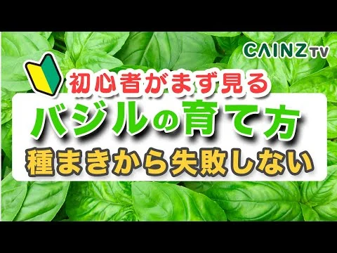 画像 バジルの育て方｜初心者でも安心♪バジル栽培【カインズ】