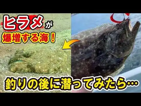 画像 ヒラメが爆増中の海で釣りの直後に潜ってみたら…この海ヒラメだらけで凄いよぉ！