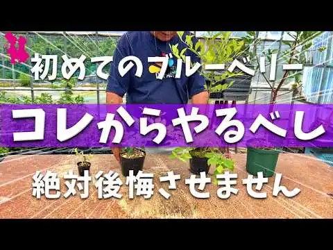 画像 【入門者向け🔰】初めてのブルーベリーなら絶対にこの品種がオススメ！