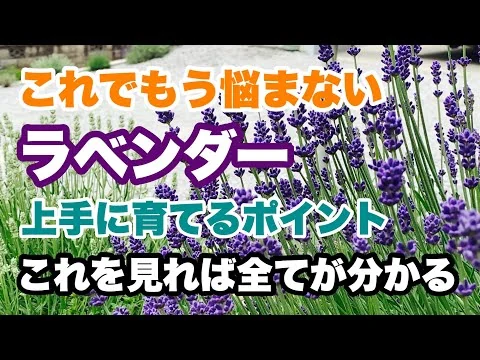 画像 【ラベンダーの育て方の基本】毎年綺麗に花を咲かせるためのポイントをお伝えします！