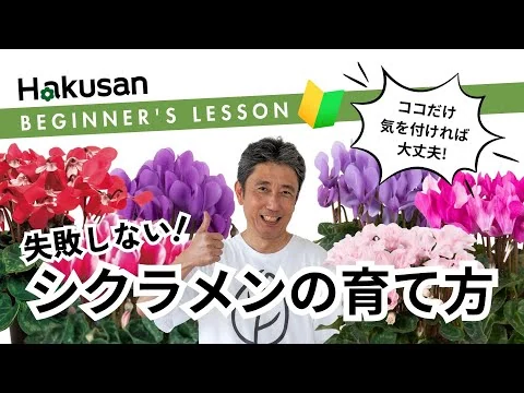 画像 【ガーデニング初心者🔰向け】シクラメンの育て方