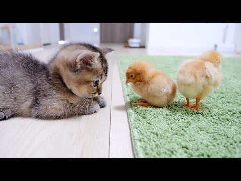 画像 初対面とは思えない子猫とヒヨコがこちらです