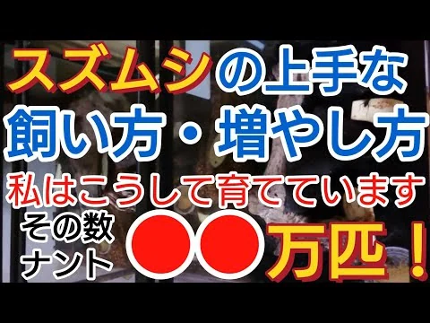 画像 スズムシの上手な飼い方・増やし方（孵化～成虫編）【スズムシ】