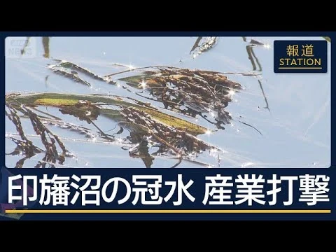 画像 長雨でやっと収穫期なのに…コメ被害 堤防決壊の印旛沼 水引かず また台風予報に嘆き【報道ステーション】(2026年9月24日)
